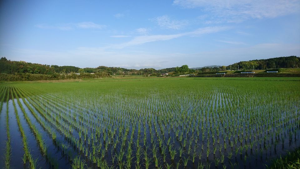 DSC_0387.jpg