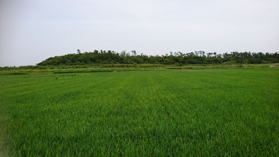 DSC_0445.jpg