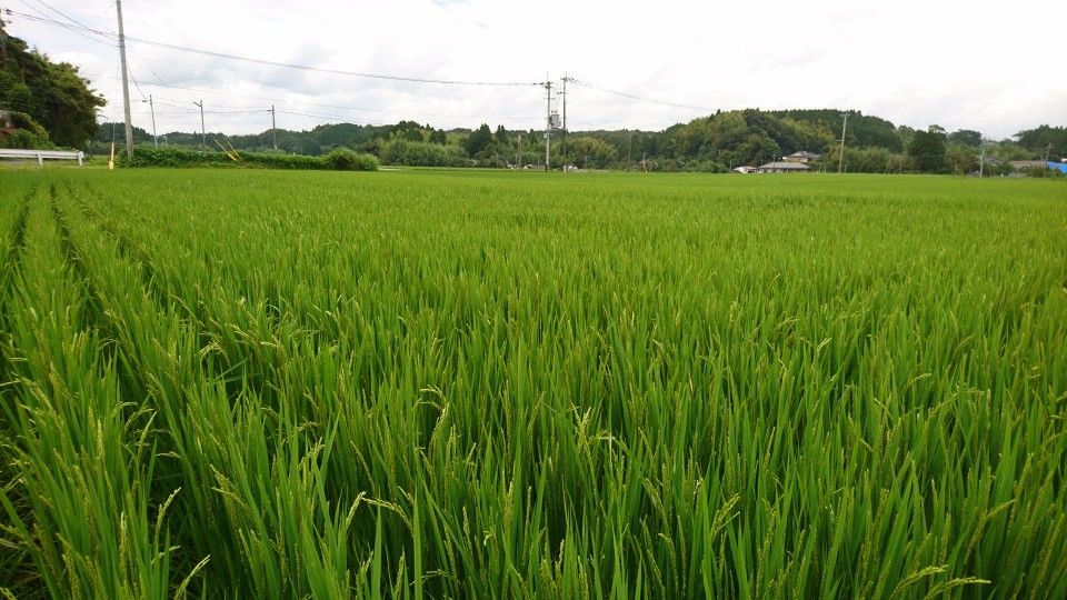 DSC_0469.jpgのサムネイル画像